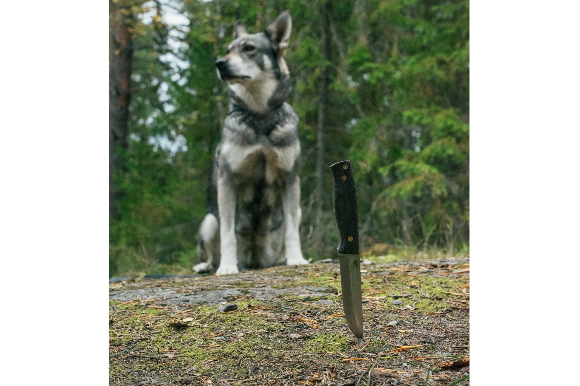 (ID15561)
